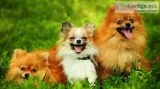 Top 10 cutest small dog breeds in the world