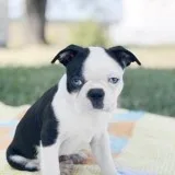 BOSTON TERRIER PUPPIES