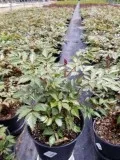 Purchase Fanal Astilbe Plant - 1 Gallon Pot Online