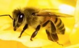 Bee pest control sydney  Qpms.com.au