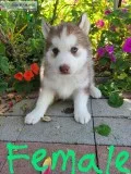 Purebred Siberian husky puppies