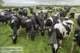 Holstein Heifers available Now