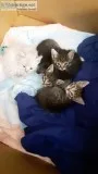 Kittens  Free
