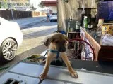 German shepard