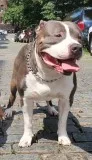 UKC and ABKC Registered Ghost-Tri American Bully available for S