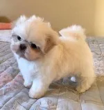 Shih Tzu Puppies