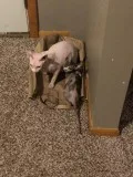 Friendly sphynx kittens