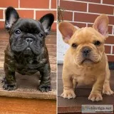 Quality French Bulldog Puppies.