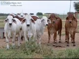 Brahman GirGyr Guzerat and NeloreNellore Replacement Heifers for