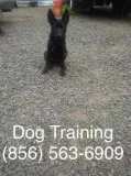 We control out-of-control dogs and puppies