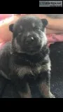 German Shepherd-Alaskan Malamutes