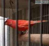 Canaries for sale
