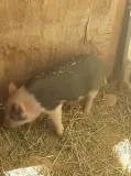 Baby Potbelly Pigs