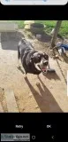 Dog to a good home.