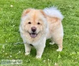 Chow Chow Female pup
