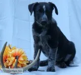 Roder Male Blue Heeler Mix