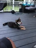 Lost Service Dog