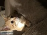 9 week old tabby kitten
