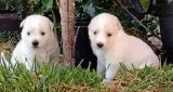 Swiss German Shepard Puppies
