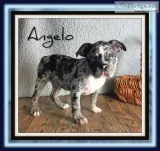 Angelo Male Frenchton