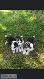 Aluskie pups for sale