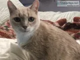 FRANKLIN IS MISSING