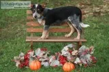 Ruthie Female Blue Heeler Mix