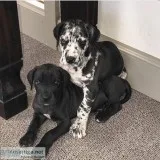 Dane Puppies