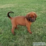 Male Red bone Coon Hound puppy