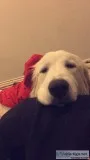 Great Pyrenees Stud Wanted