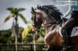 Brawny Gelding Bay Schoolmaster Dressage Warmblood