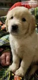 Golden Retriever AKC puppies for sale