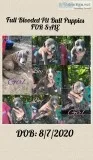 Full blooded bully pups