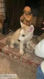 Husky Female puppy white with Blue Eyes