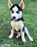 Siberian Husky for Sale