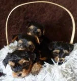 Yorkie puppies