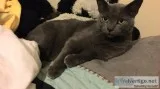 Lost cat reward if returned safely