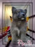 Pollie Female Pomsky