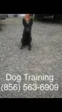Potty training for your puppy  
