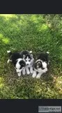 Aluskie pups for sale
