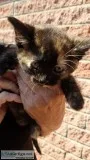 4 Kittens FREE ...3 Left