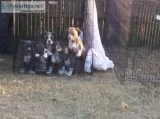 American Bully pups