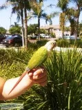 Conure and Cage