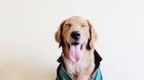Pet  sister  Dog walker manhattan area
