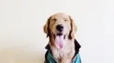 Pet  sister  Dog walker manhattan area