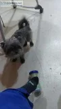 12 year old male Shorkie