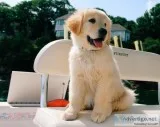 Golden Retrievers (Male and Female)