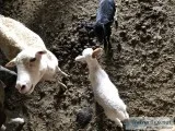 Sheep for Sale