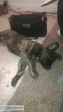 bull mastiff king shepherd