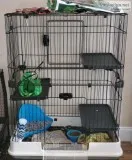 Albino ferret w cage and accessories